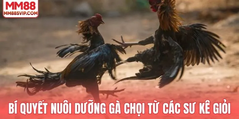 Bí quyết nuôi dưỡng gà chọi  từ các sư kê giỏi