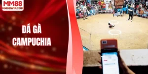 Đá Gà Campuchia Và Sức Hút Từ Đấu Trường Chuyên Nghiệp